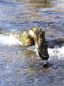 Delving into 2012 – The Year of the Water Dragon